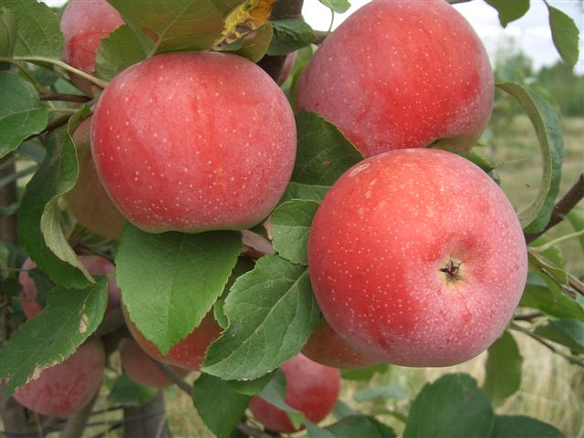 Melo - Braeburn